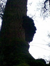 tree screams ......... / ***