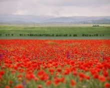 Crimea and poppies / ***