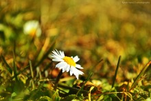 Vesnyanaya daisy / ...........