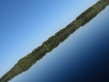 Forest in the water / ***