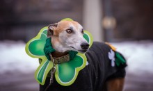 Happy Saint Patrick's Day / Happy Saint Patrick's Day