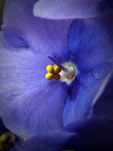 Violet / ***