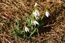 The first snowdrops / ***