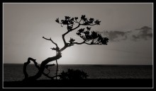 About a tree with a complex fate / ***