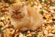 Autumn cat / ***