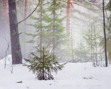 March mists / ***