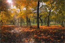 Multicolored autumn / ***