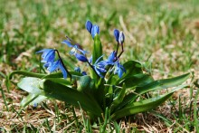 The first snowdrops 2 / ***