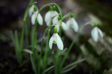 snowdrops / ***