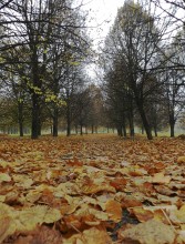 Autumn Road / ...