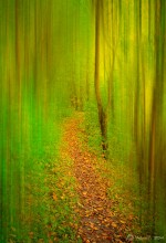 Forest path / ...............