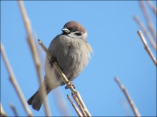 Sparrow / ***