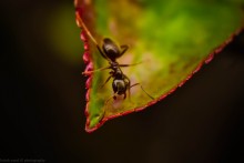 At the edge of the foliage / ***