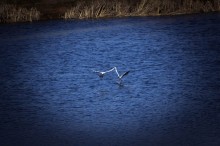 Flying seagulls lovers / ***