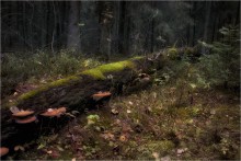 Alone with forest / ***
