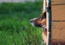 dog&#39;s life philosophy / ***