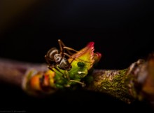 Lunch ant / ***