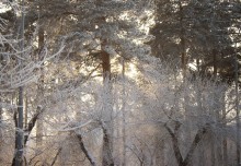 Winter evening / ***