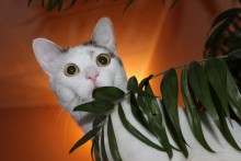 Cat / ***
