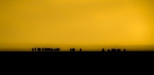 Camels / ***