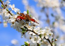 Spring has come / ***