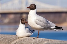 Elusive Seagull and his girlfriend / ***