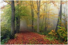 colors of the forest. / Walking in a colorful wood.