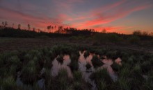 Sunset with bluish-green hedgehogs at the waterhole / ***