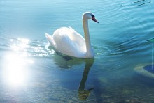 Sunny swan. / ***