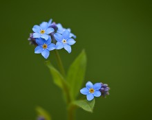 Forget-me-not / ___