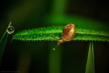 Little snail / .......