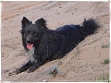 Dog &quot;Hans&quot; / ***