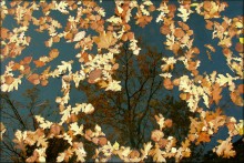 Autumn mirror ... / ***