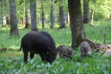 Family of wild boars / ***