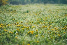 Dandelions / ***