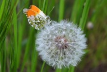 Butterfly and dandelion / ***