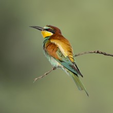 Golden bee-eater / ***