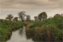 About ... trees and a river ... / ***