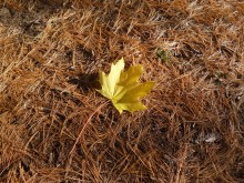 alone, all alone ... / .....