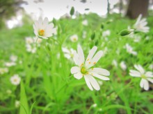 Stellaria holostea L / ***