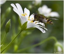 hoverfly / ***