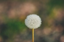 Dandelion / ***