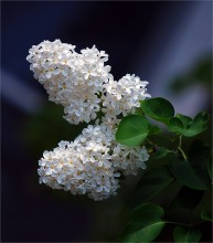 White lilac for the holiday / ***