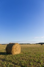 Rolls field / ***