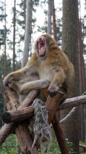 Sweet pharynx / ...