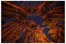 fire dances between the pines ... / ***