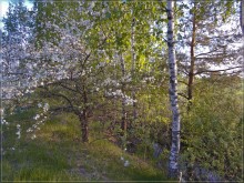 Apple tree in bloom / ***