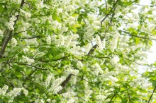 Bird-cherry tree / ***