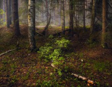 Under the forest canopy / ***