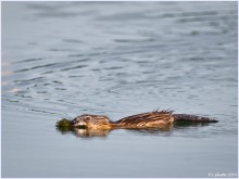 muskrat / ***